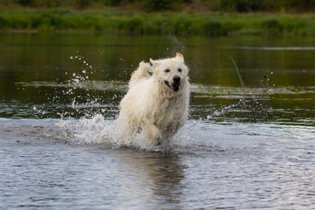 White Swiss Shepherd Dog splashing into the water on a summer dayの写真素材