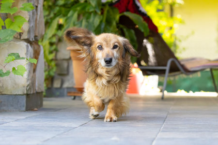 Miniature Dachshund dog standing in the garden. selective focus.の写真素材