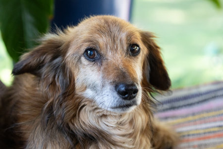 Cute brown dog lying on the floor and looking at the cameraの写真素材