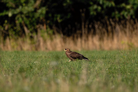 Common buzzard, Buteo buteo, single bird on grass, Poland