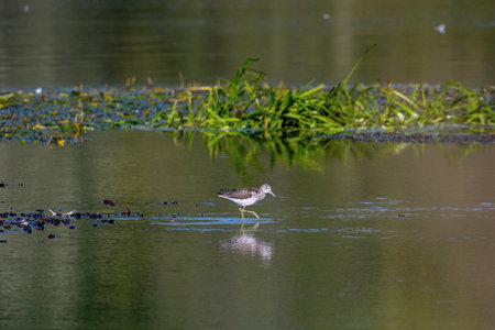 Common Greenshank -Tringa nebularia,) in natural habitat