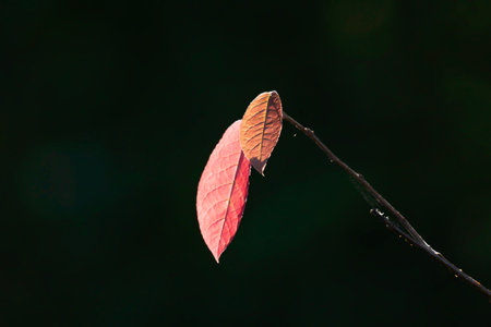 Autumn leaves on a tree branch, close-up, macro