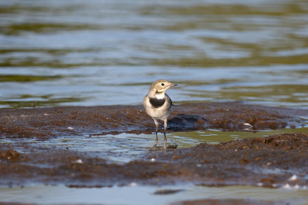 White Wagtail, Motacilla alba, single bird in water, Polandの写真素材