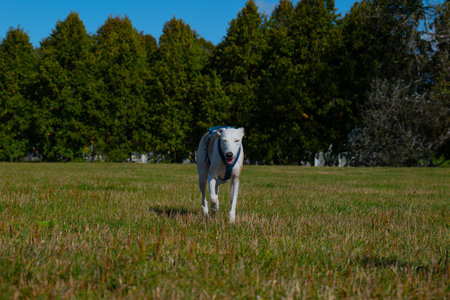 White dog running on a green meadow in a summer sunny dayの写真素材