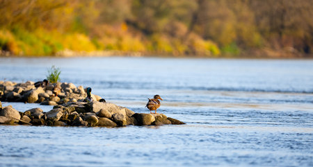 Duck on a rock in the river. Beautiful nature of Poland.Vistula riverの写真素材