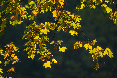 Autumnal maple leaves on the branches of the tree in the forest
