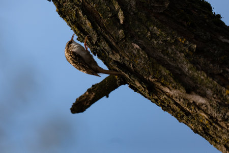 Treecreeper, Certhia familiaris, single bird on tree, Walesの写真素材