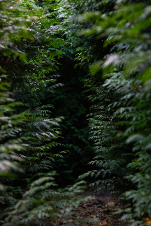 Ferns in the forest in the rain. Selective focus.の写真素材