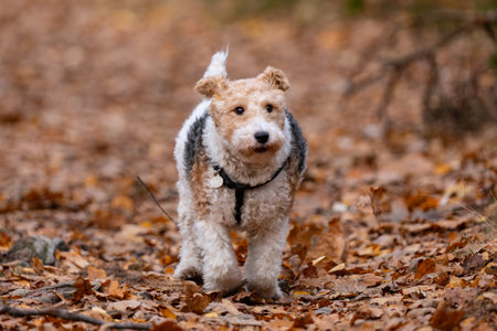 Airedale Terrier dog standing in the autumn forest. Selective focusの写真素材