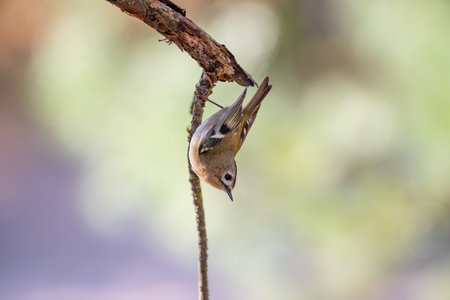 closeup shot of a female chaffinch bird on a branch. Europe Polandの写真素材