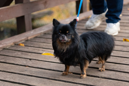 A small black dog is standing on a wooden bridge in the parkの写真素材