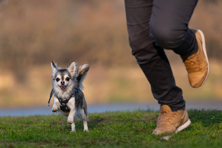 Chihuahua running on a green meadow in autumn.の写真素材
