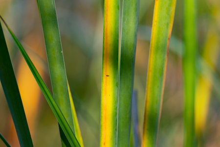 Closeup of reeds in the field, shallow depth of field