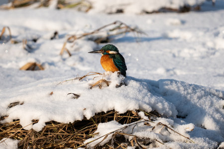 Kingfisher (Alcedo atthis) sitting on the snowの写真素材