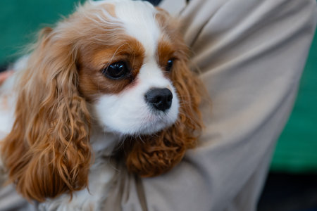 Cavalier King Charles Spaniel puppy. Close-up.の写真素材