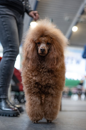 Portrait of a red poodle at the exhibition of dogs.の写真素材