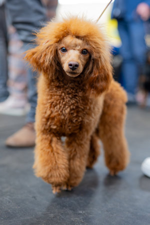 Portrait of a red poodle dog at the exhibition of dogsの写真素材