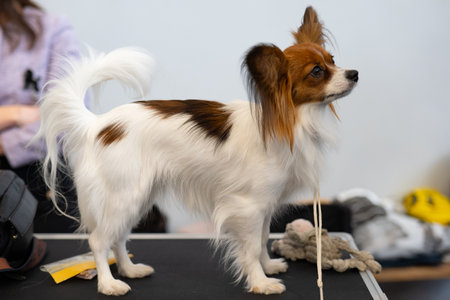Portrait of a beautiful dog breed Papillon on a white backgroundの写真素材