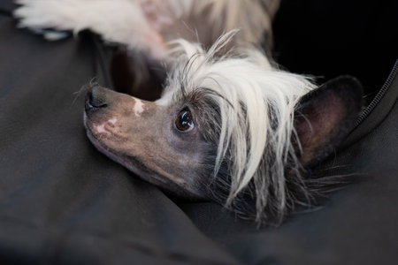 Cute chihuahua puppy lying on a black background.の写真素材