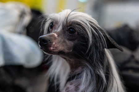 portrait of a Chinese Crested dog in a beauty salon.の写真素材