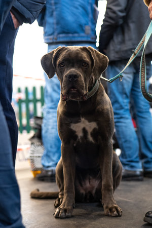 Cane Corso dog waiting for owner at the dog show.