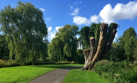 Garden with willow trees and path leading to the park.Englandの写真素材