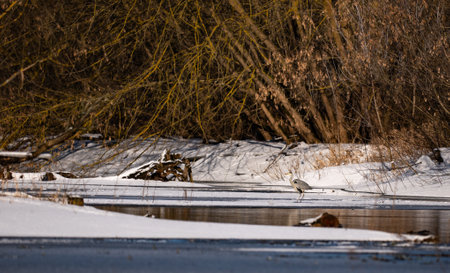Heron on the river in winter. Winter landscape with snowy riverの写真素材