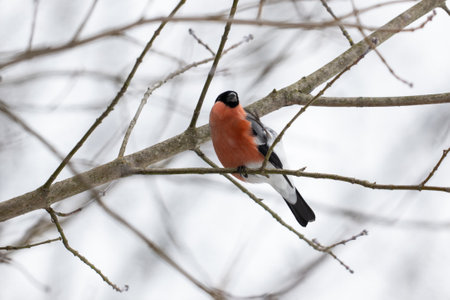 Bullfinch on a branch in winter, close-up. Polandの写真素材