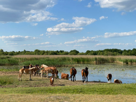 Herd of horses on the shore of a lake in the summer. Polandの写真素材