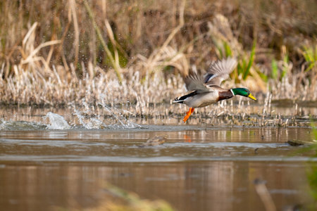 Mallard Duck (Anas platyrhynchos) in flightの写真素材