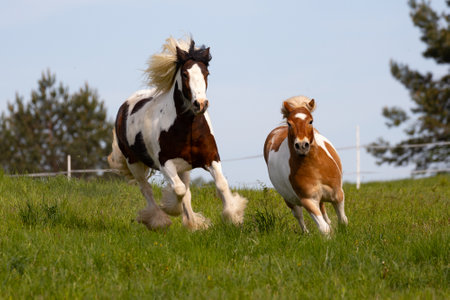 Mare and foal running on pasturage in sunny dayの写真素材