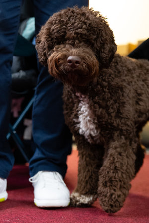 Portrait of a brown poodle dog at a dog show.の写真素材