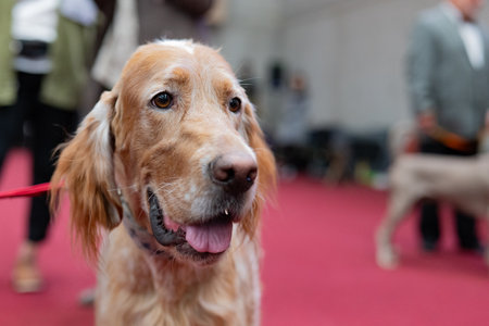 Dog breed Golden Retriever on a red carpet at the exhibition