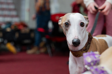 Dog breed whippet in a grooming salon. Shallow depth of fieldの写真素材