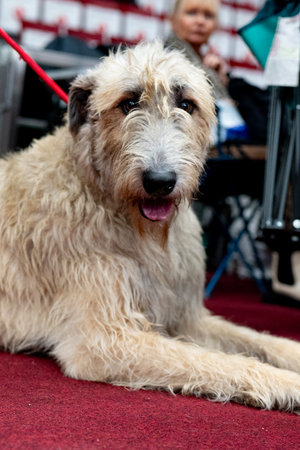 Dog breed Irish Wolfhound close-up on a red carpet.