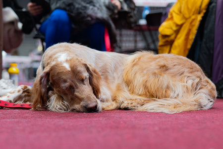 The dog is sleeping on the red carpet in the park. Pet