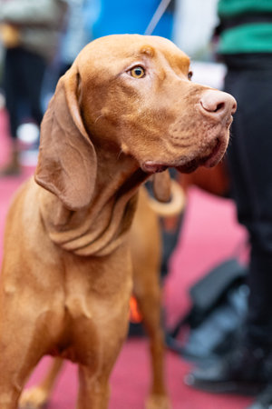 Portrait of a Hungarian Vizsla dog in the exhibition hall