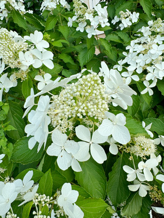 White hydrangea flowers in a garden in the spring.