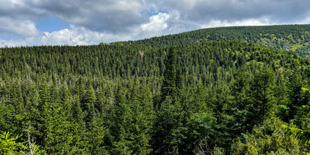 panoramic view of the forest in the Carpathian mountains, Poland