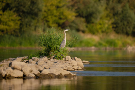 Gray heron standing on a rock by the river. Wild nature.の写真素材