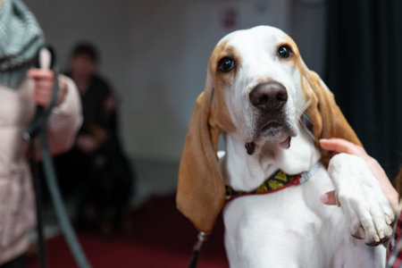 Portrait of a beagle dog at the exhibition of dogs.の写真素材