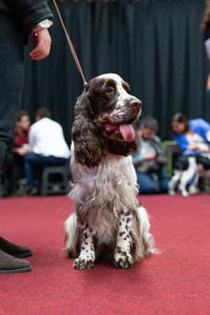 Dog breed English Springer Spaniel on a red carpet at the exhibitionの写真素材