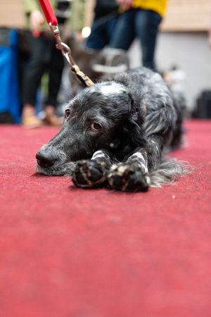 Portrait of a black dog on the red carpet at the exhibitionの写真素材