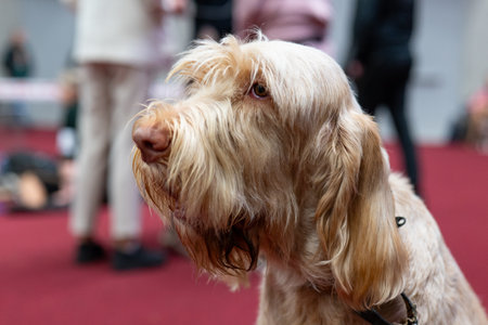 Dog breed Irish Cocker Spaniel close-up on a red carpetの写真素材