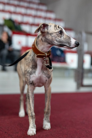 Dog on a red carpet in the showroomの写真素材
