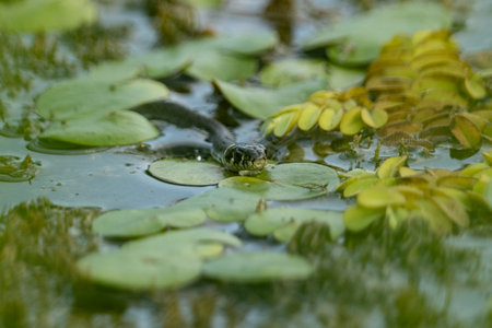Green grass snake swimming in a pond with lotus leafs.の写真素材