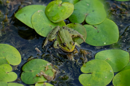 Green frog sitting on the lotus leafs in the swamp.の写真素材