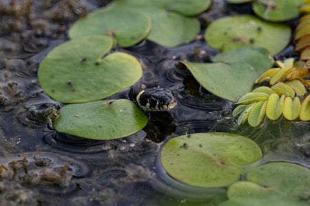 Grass snake in the water with lotus leavesの写真素材