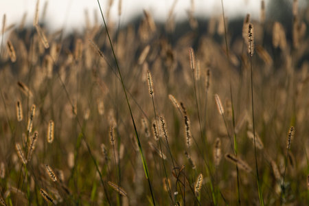 Grass in the field at sunset, shallow depth of field.の写真素材