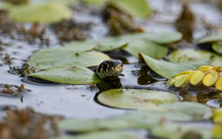 Grass snake (Natrix natrix) swimming in the waterの写真素材